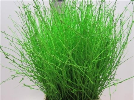BERK GROEN L60 PER BOS
