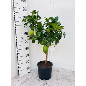 Citrus limone Lemon on stem