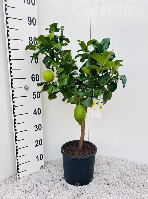 <h4>Citrus limone Lemon on stem</h4>