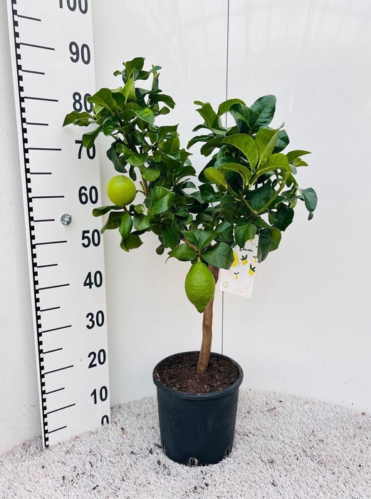 <h4>Citrus limone Lemon on stem</h4>