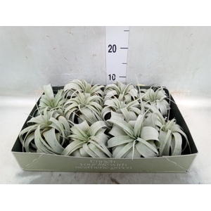 Tillandsia xerographica