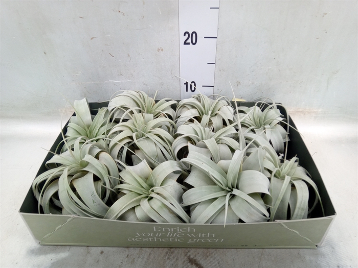 <h4>Tillandsia xerographica</h4>