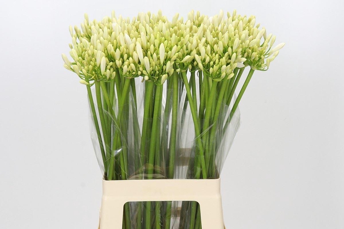 <h4>AGAPANTHUS  'GLETSJER'</h4>
