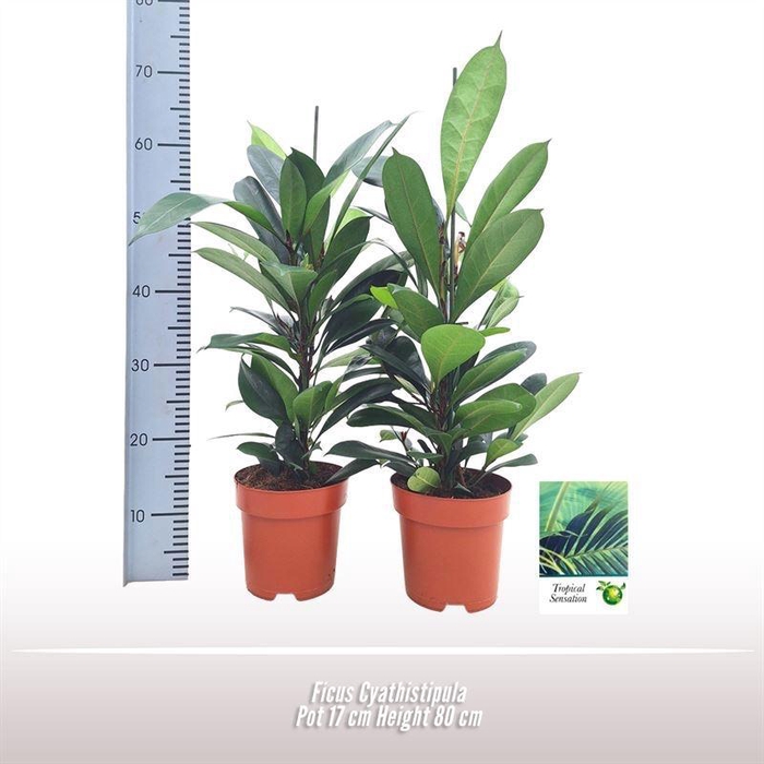 <h4>Ficus Cyathistipula</h4>