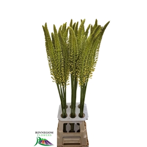 Eremurus Yellow Rebel
