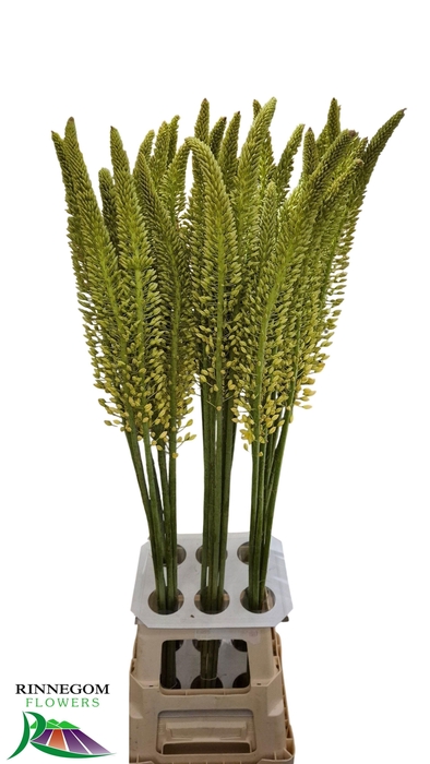 <h4>Eremurus Yellow Rebel</h4>