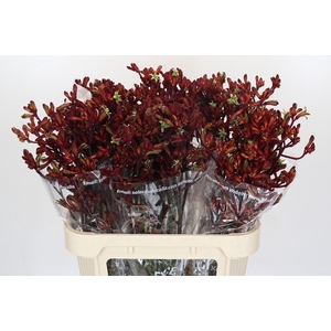 Anigozanthos Early Spring