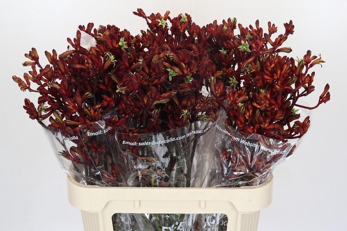 <h4>Anigozanthos Early Spring</h4>