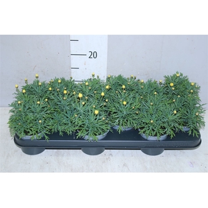 Argyranthemum Frutesc La Rita Yellow