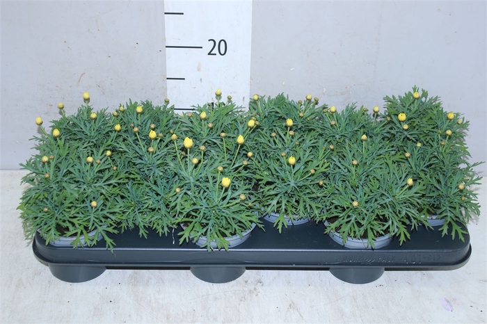 <h4>Argyranthemum Frutesc La Rita Yellow</h4>