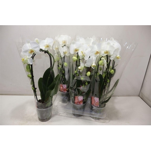 Phal El Cascade White