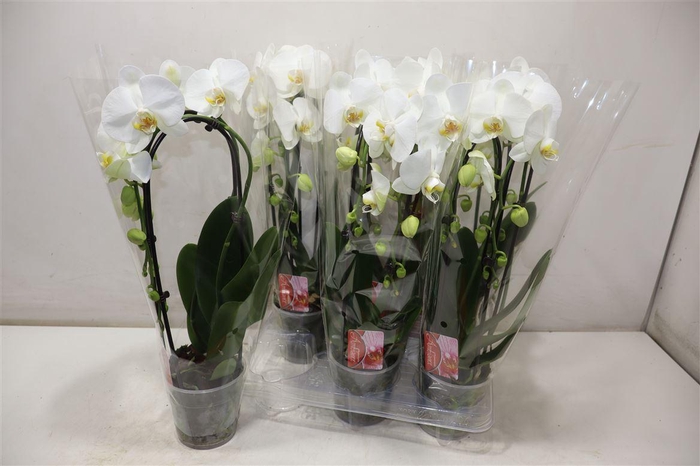 <h4>Phal El Cascade White</h4>