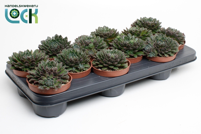 <h4>Echeveria Rondo</h4>