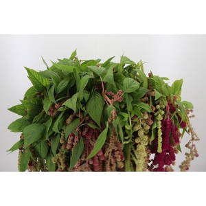 Amaranthus - Caudatus Mira