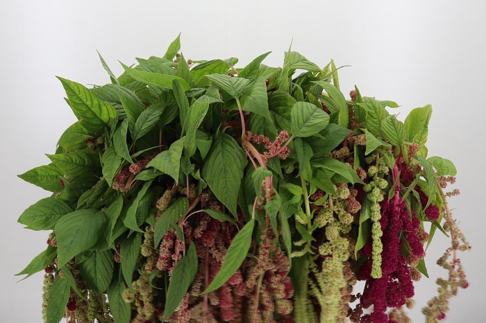<h4>Amaranthus - Caudatus Mira</h4>
