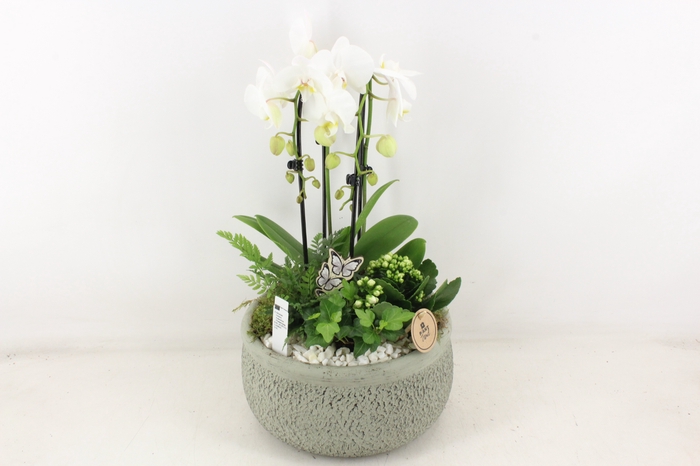 <h4>arr2 PL - Ker. barok groen Phal x2</h4>