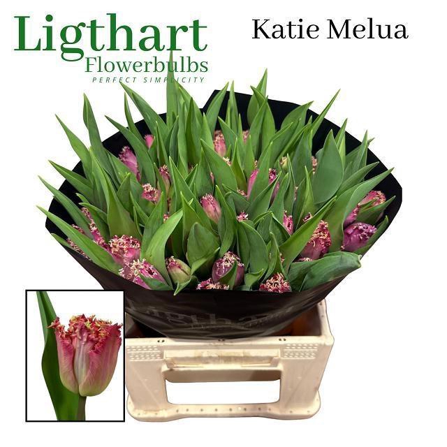 <h4>TU FR KATIE MELUA</h4>