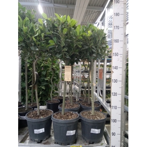 Laurus nobilis