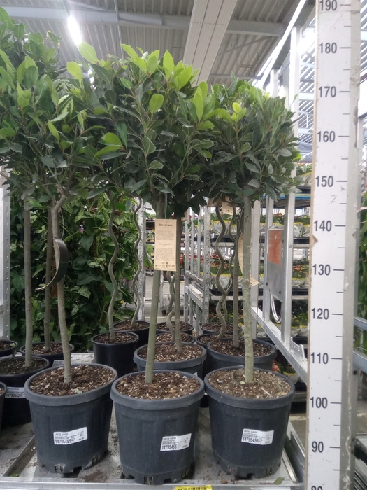 <h4>Laurus nobilis</h4>