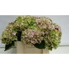 Hydrangea mag revolution pink