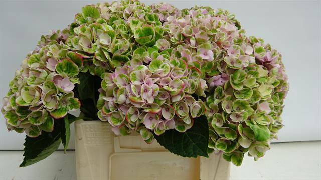 Hydrangea mag revolution pink