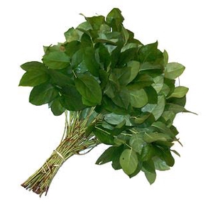 F Salal 50cm