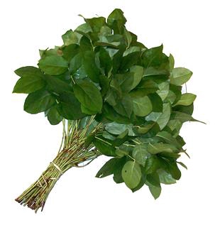<h4>F Salal 50cm</h4>