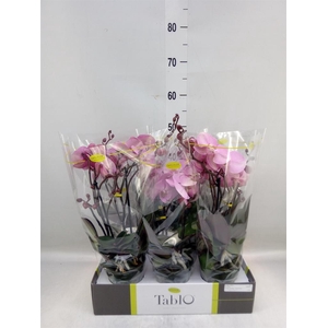 Phalaenopsis   ...rose