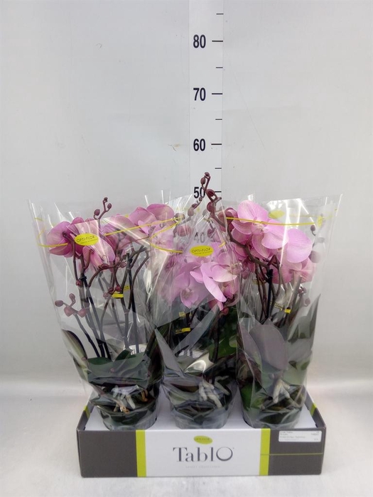 <h4>Phalaenopsis   ...rose</h4>