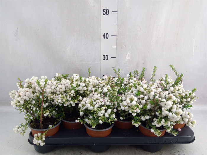 <h4>Gaultheria   ...white berry</h4>