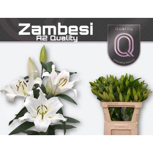 LI OT ZAMBESI A2 A2 emmer 3+ DH