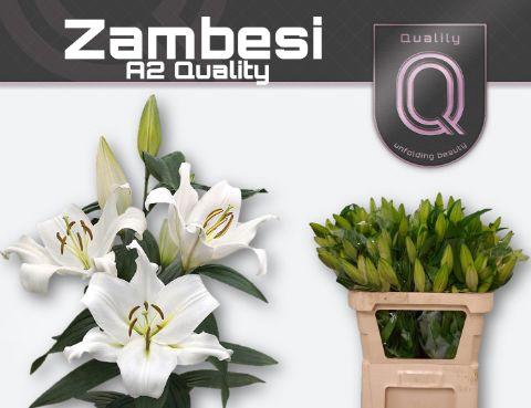 <h4>LI OT ZAMBESI A2 A2 emmer 3+ DH</h4>