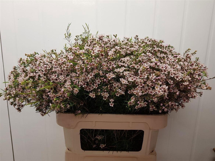 <h4>CHAME UN DORI</h4>