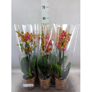 Phalaenopsis multi.   ...orange