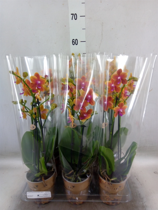 <h4>Phalaenopsis multi.   ...orange</h4>
