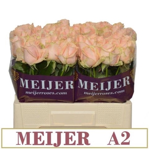 RS GR PEARL AVALANCHE+ R GR A2 PEAR