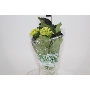 HORTENSIA BROTO VERDE