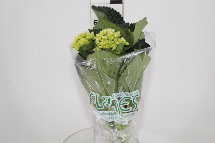 <h4>HORTENSIA BROTO VERDE</h4>