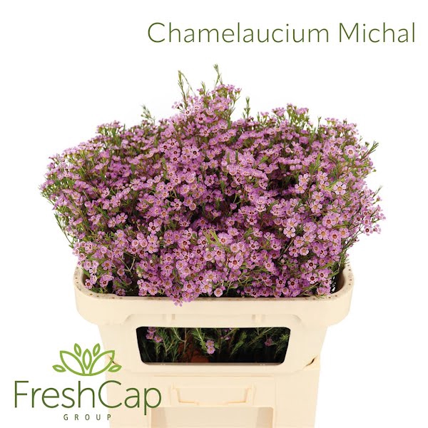 <h4>Chamelaucium Michal</h4>