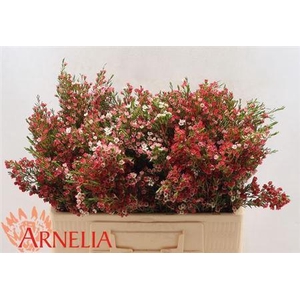 Chame Un My Sweet 16