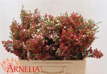 <h4>Chame Un My Sweet 16</h4>