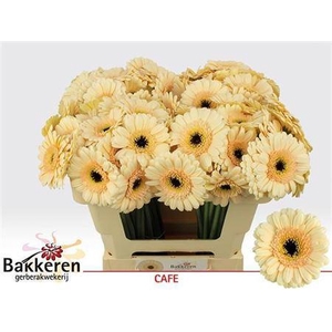 Ge Mi Cafe 08 CM,AQUA,(NL),MPS A,(20)