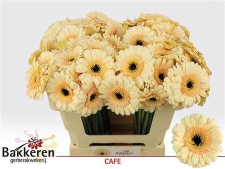<h4>Ge Mi Cafe 08 CM,AQUA,(NL),MPS A,(20)</h4>