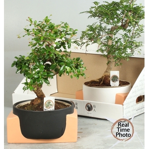 BONSAI GEM