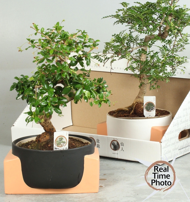 <h4>BONSAI GEM</h4>