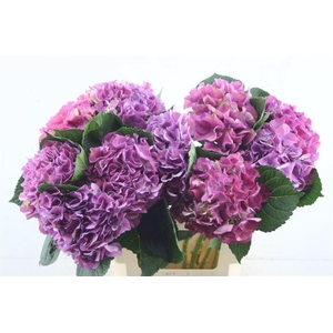 Hydr. M Scarlet Purple 60-17