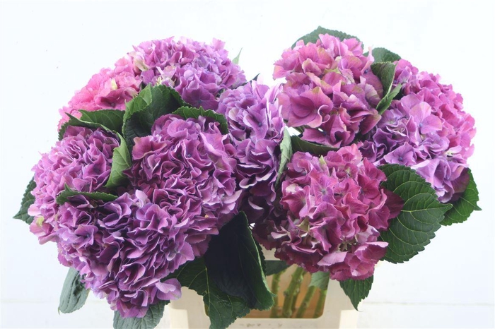 <h4>Hydr. M Scarlet Purple 60-17</h4>