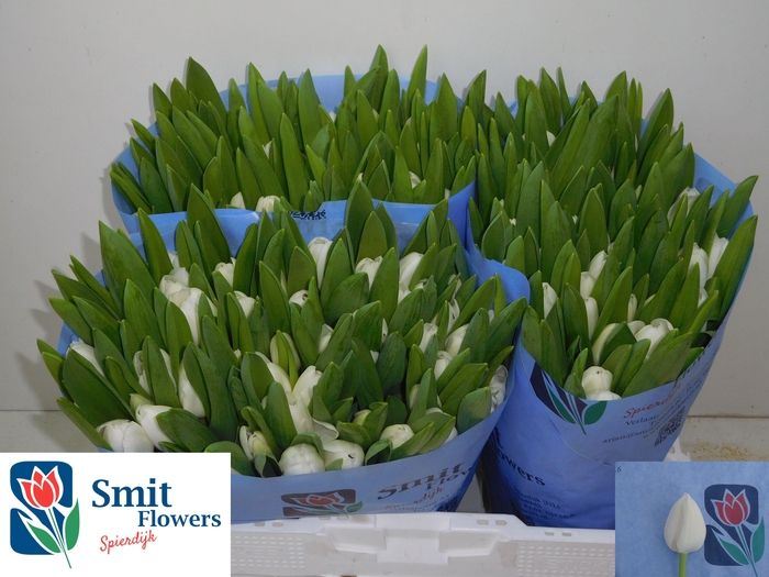 <h4>TU EN ROYAL VIRGIN</h4>