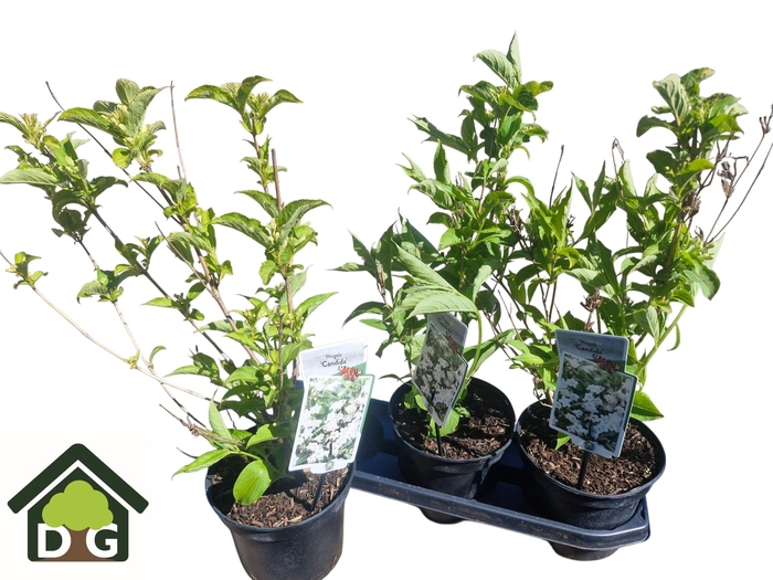 <h4>WEIG CANDIDA</h4>