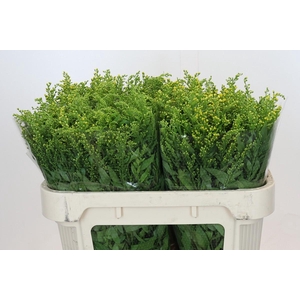 Solidago Golden Glory